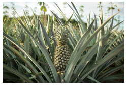 ananas hodowla, pole ananasw, ananasy