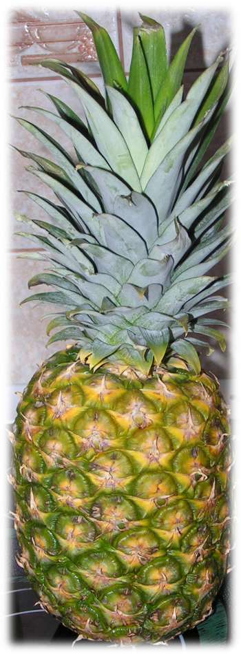 ananas