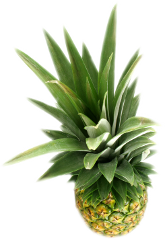 ananas owoc